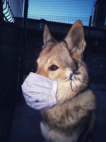 Cane Lupo Cecoslovacco con addosso mascherina sanitaria sul muso.